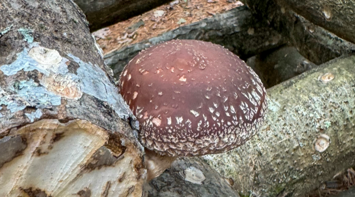 Shiitake